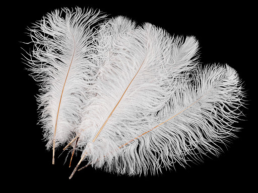 Ostrich feathers, length 40-45 cm, unbleached