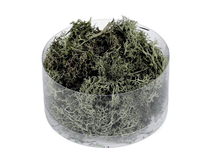 Preserved / Stabilized Natural Moss 20 g in a box