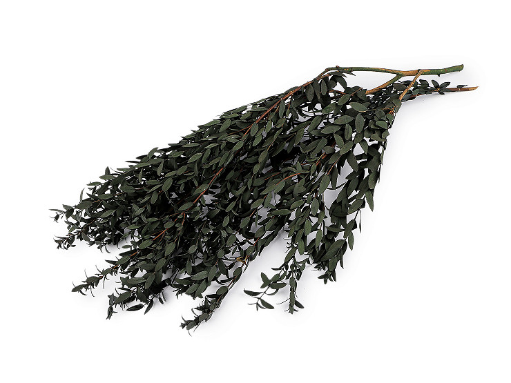 Ramo de olivo preservado