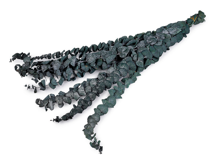 Stabilizovaný eukalyptus svazek